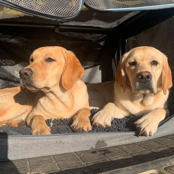 Meet your Posher, Amelia - Picture 1 of 1